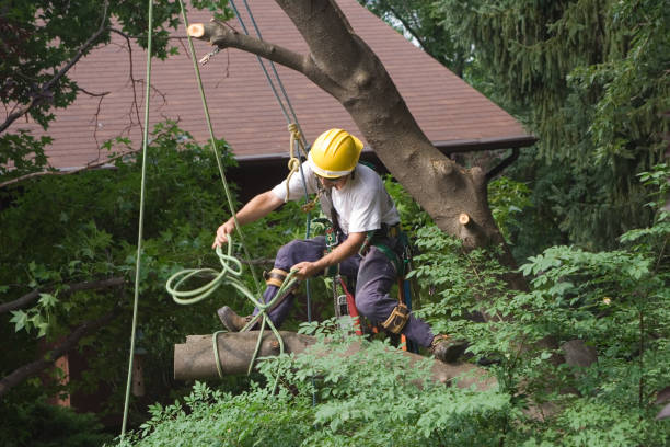 Best Commercial Tree Services  in Leetonia, OH